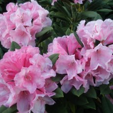 Rhododendron Birthday Girl