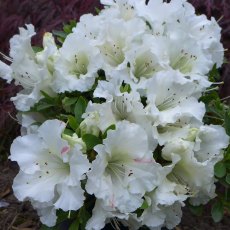 Evergreen Azalea Gumpo White Evergreen Azalea Gumpo White
