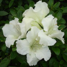 Evergreen Azalea Gumpo White Evergreen Azalea Gumpo White