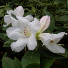 Rhododendron 'Dame Edith Sitwell' Rhododendron 'Dame Edith Sitwell'