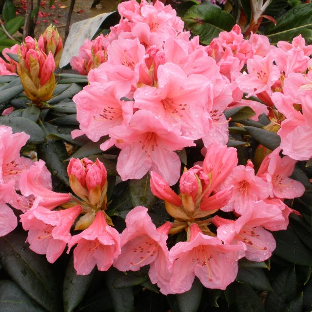 Rhododendron Fairy Light - Buy Fairy Light Rhododendrons Online ...