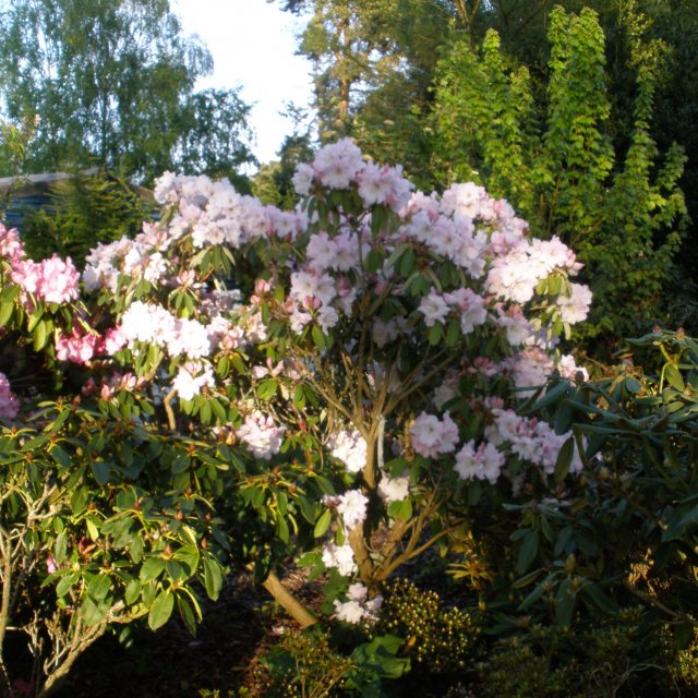 Rhododendron fortunei - Buy fortunei Rhododendrons Online - Millais ...