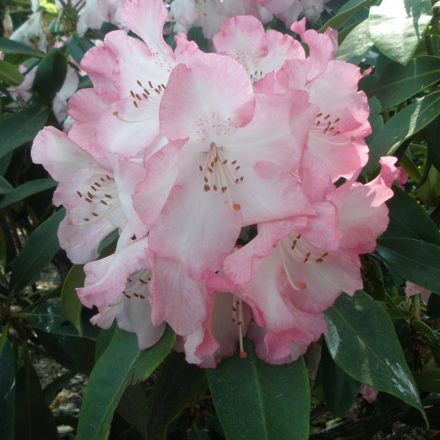 Rhododendron Lem's Monarch - Buy Lems Monarch Rhododendrons Online ...