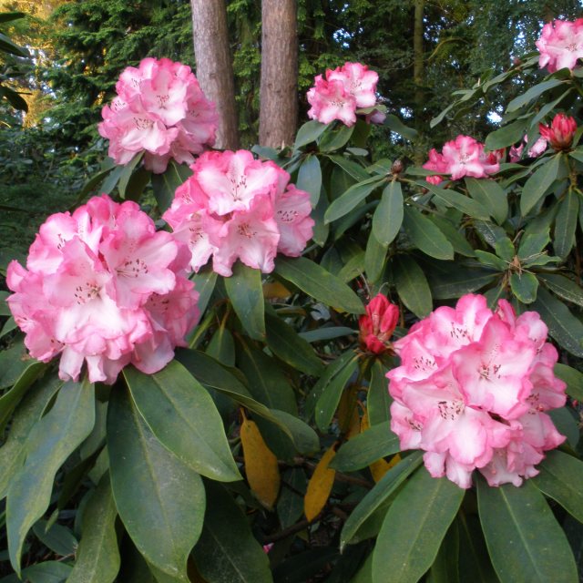 Rhododendron Lem's Monarch - Buy Lems Monarch Rhododendrons Online ...