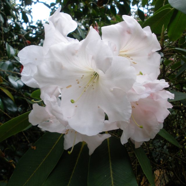 Rhododendron Loderi Helen - Millais Nurseries