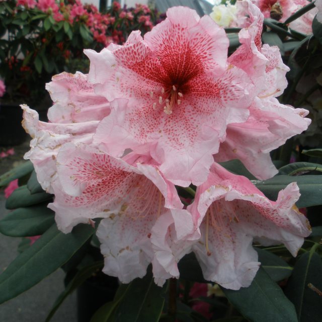 Rhododendron Pink Sunset