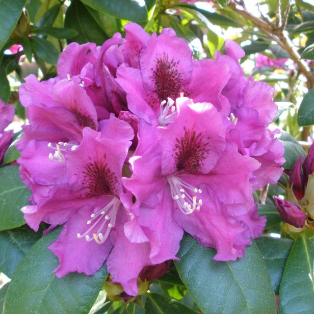 Rhododendron Rasputin - Buy Rasputin Rhododendrons Online - Millais ...