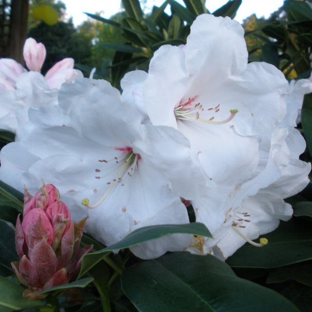 Rhododendron Snow Queen - Buy Snow Queen Rhododendrons Online - Millais ...