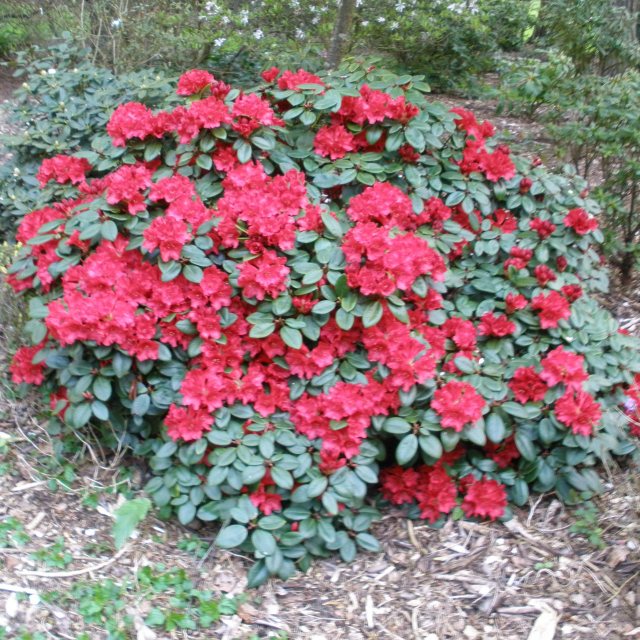 Ideen für Rhododendron Williamsianum Tromba