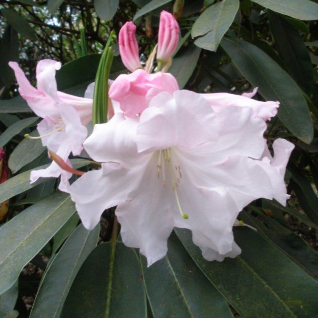 Rhododendron Loderi Titan