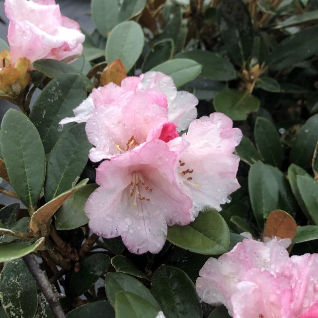 Rhododendron Queen Bee - Compact Rhododendrons - Millais Nurseries