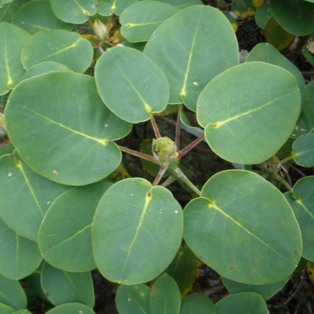 Rhododendron orbiculare (Hydon BH1786) AGM - Species Rhododendrons ...