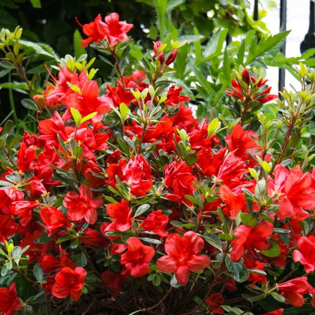 Azalea Bloom Champion Red - - Millais Nurseries