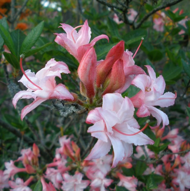 Corneille Deciduous Azalea - Buy Rhododendron Corneille AGM online ...