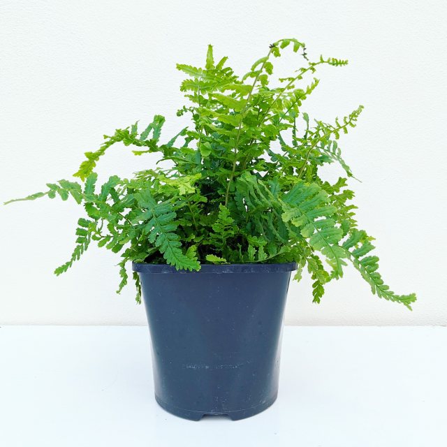 Dryopteris affnis 'Cristata The King' - Ferns - Millais Nurseries