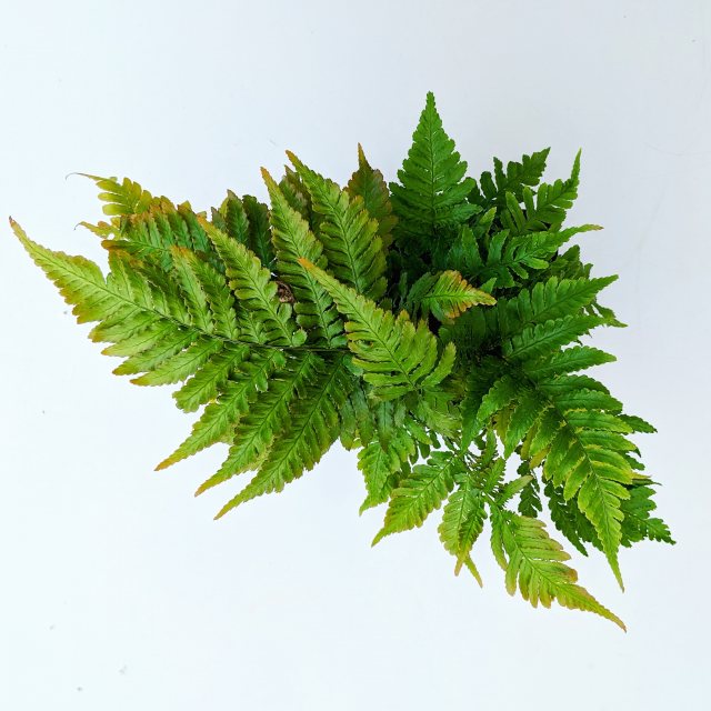 Dryopteris erythrosora AGM