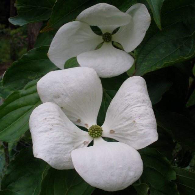 Cornus kousa Venus - Choice Plants - Millais Nurseries