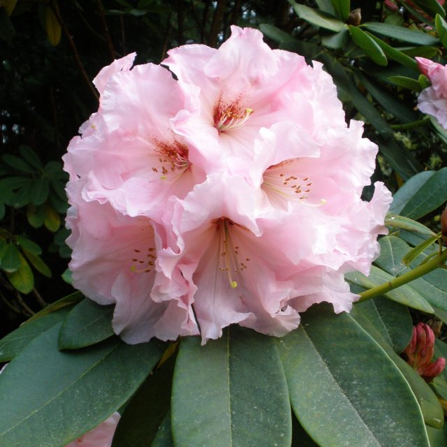 Rhododendron The Master - Tall Hybrid Rhododendrons - Millais Nurseries