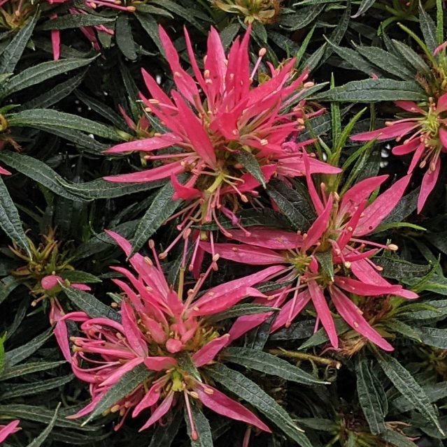Evergreen Azalea 'Star Style' Pink