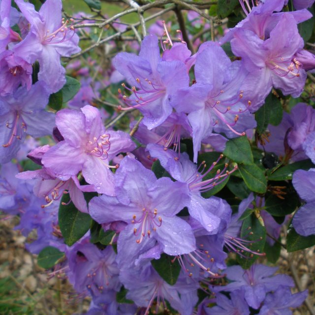 Rhododendron Russautinii