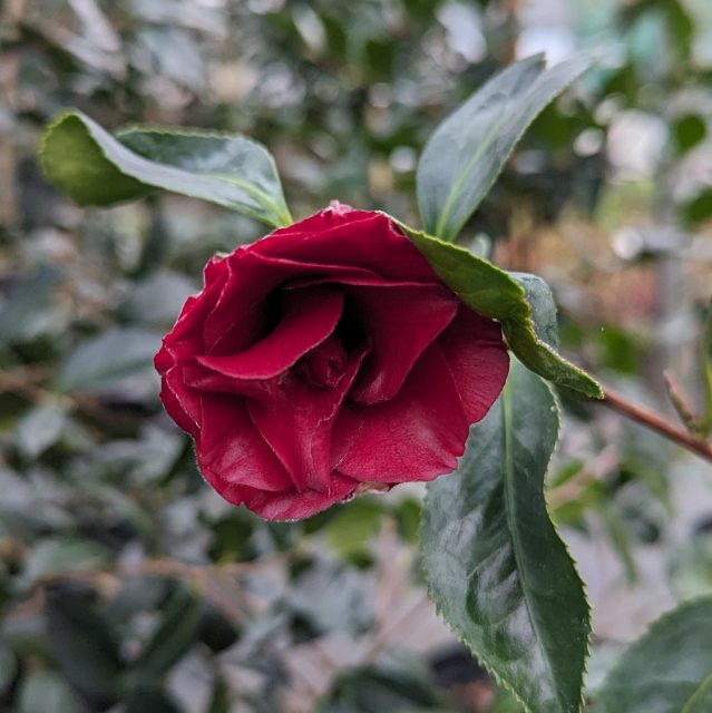 Camellia japonica 'Black Magic' - Camellias - Millais Nurseries