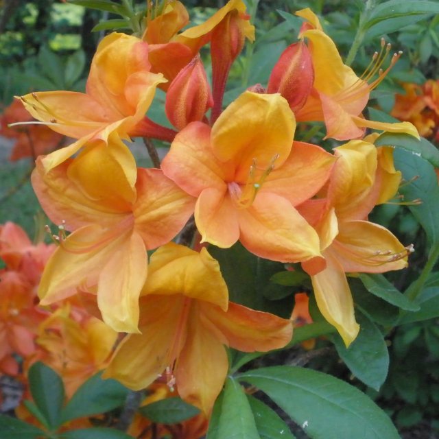 Golden Eagle Deciduous Azalea Buy Rhododendron Golden Eagle