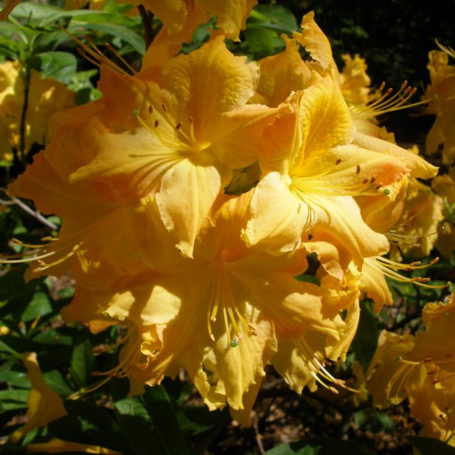 Golden Eagle Deciduous Azalea Buy Rhododendron Golden Eagle