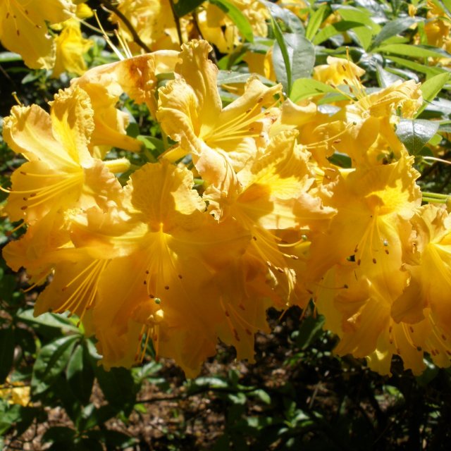 Golden Eagle Deciduous Azalea Buy Rhododendron Golden Eagle