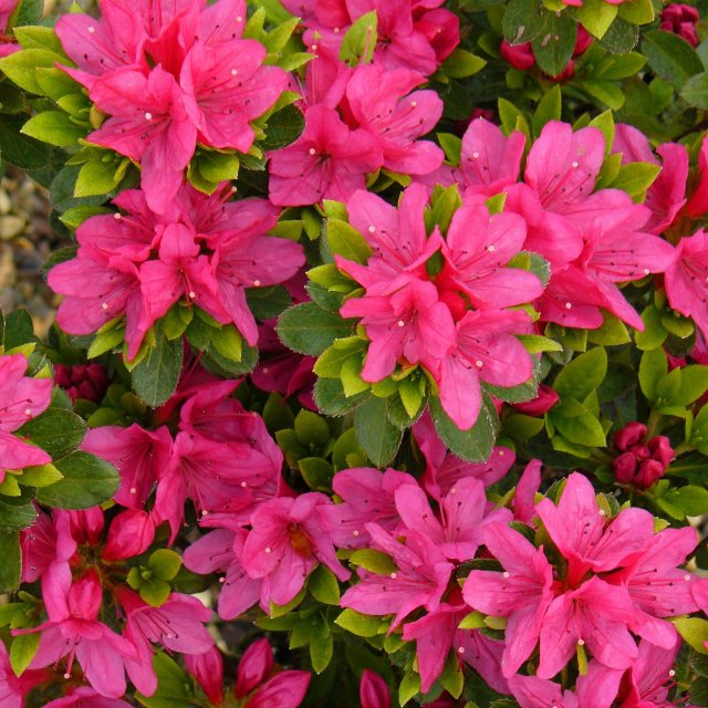 Evergreen Azalea Geisha Pink