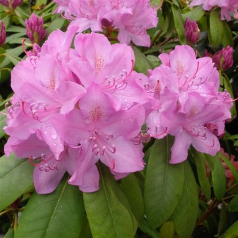 Rhododendron Roseum Elegans (Second's)