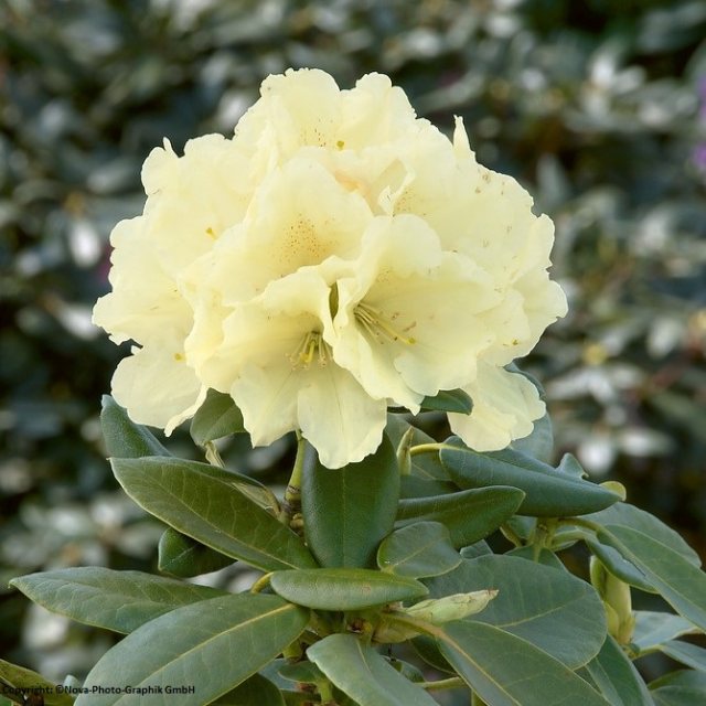 Rhododendron Centennial Gold