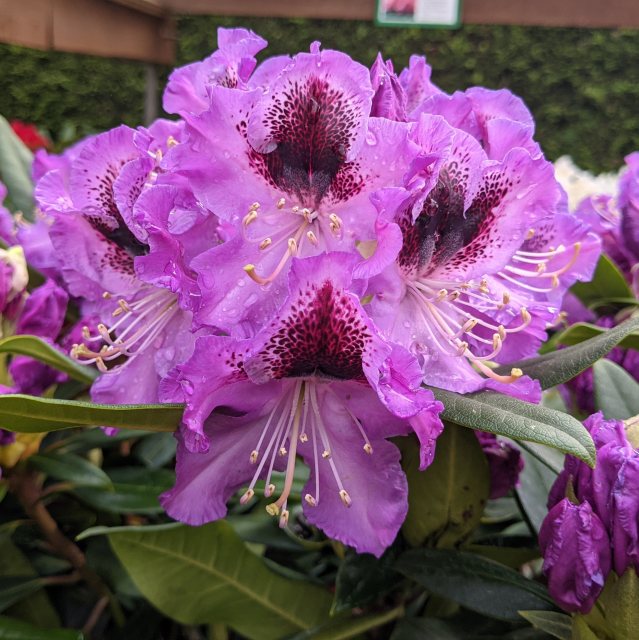 Rhododendron Blaue Jungs