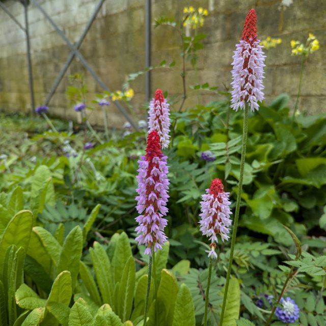 Primula vialii