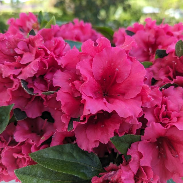 Evergreen Azalea Benny Gery