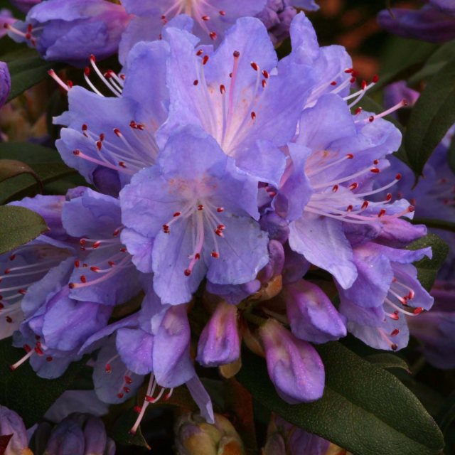 Dwarf Rhododendron Blue Tit