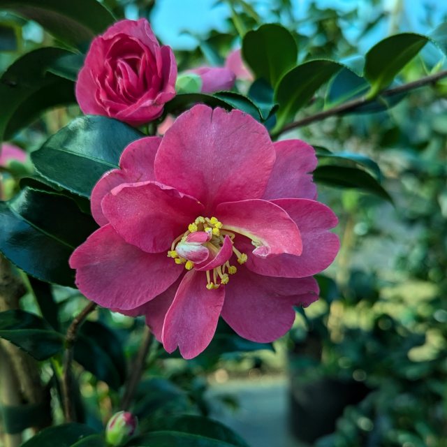 Camellia sasanqua 'Kanjiro'