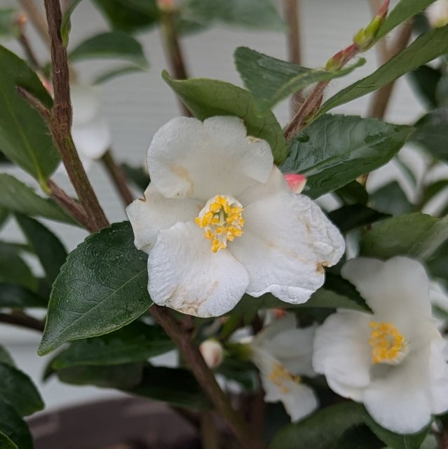 Camellia transnokoensis AGM