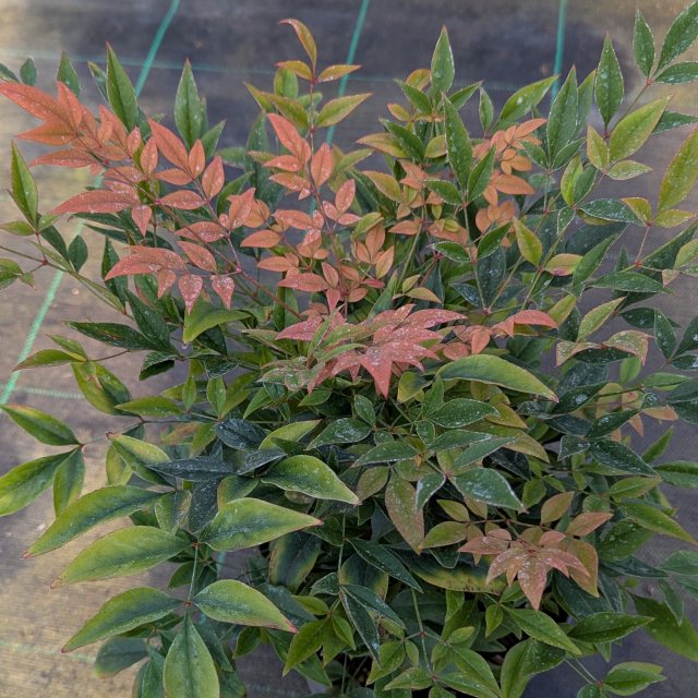 Nandina domestica 'Gulf Stream'