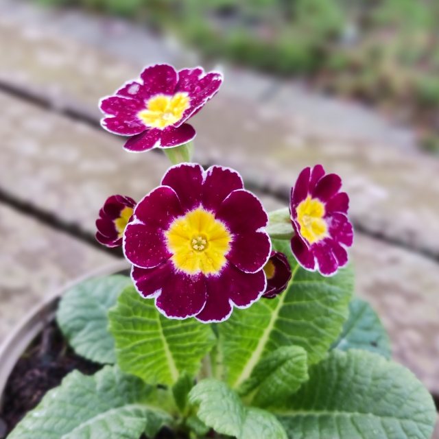 Primula Lilac Lace