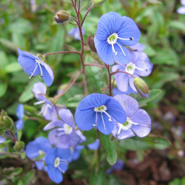 Veronica 'Georgia Blue' AGM