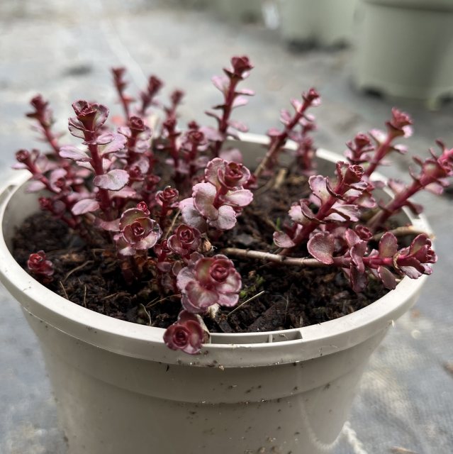 Sedum 'Voodoo'