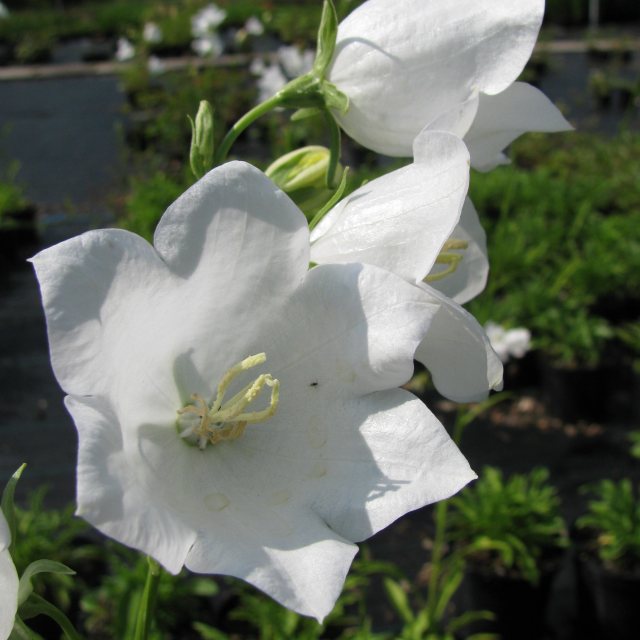 Campanula persicifolia alba