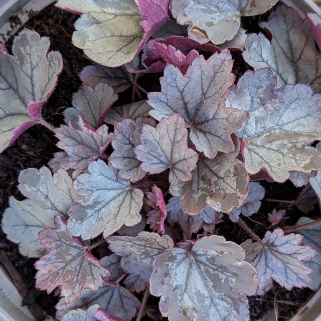 Heuchera 'Silver Gumdrop'