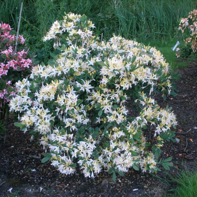 Deciduous Azalea Midsummer Moon - Deciduous Azaleas - Millais Nurseries