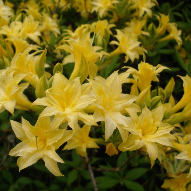 Narcissiflorum Deciduous Azalea - Buy Rhododendron Narcissiflorum ...