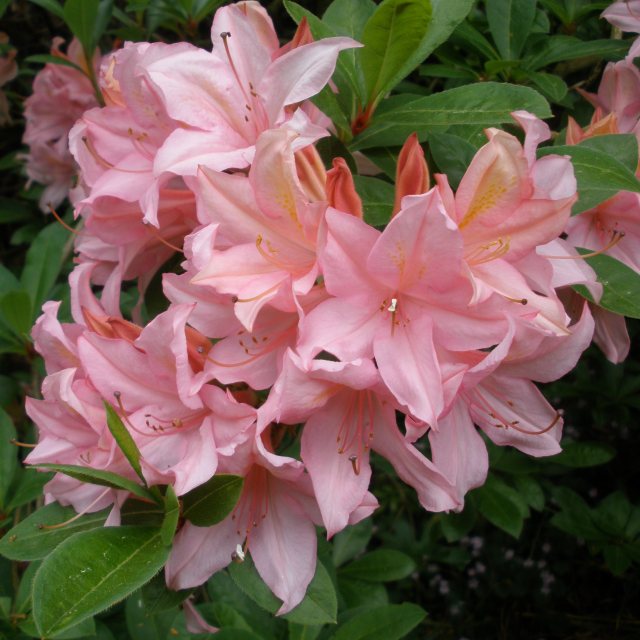 Soir de Paris Deciduous Azalea - Buy Rhododendron Soir de Paris online ...