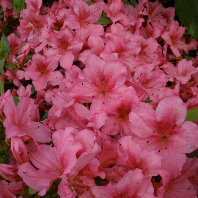 Chippewa Evergreen Azalea Buy Rhododendron Chippewa online