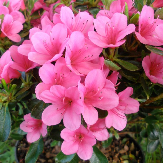 Azalea Mother's Day | informacionpublica.svet.gob.gt