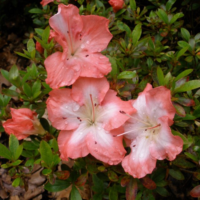 Frosted Orange Evergreen Azalea - Buy Rhododendron Frosted Orange ...