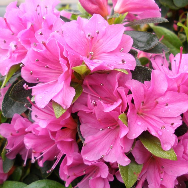 Purple Japanese Azalea | atelier-yuwa.ciao.jp